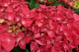 Гортензия крупнолистовая Hot Red (Хот Ред) (IzА)