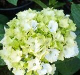 Гортензия крупнолистовая Magical Jade (Мэджикал Жаде) (Iz) р9