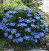 Гортензия крупнолистовая Blaumeise (Блаумейзе) (IzА)