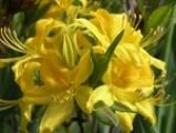Рододендрон листопадный (азалия) Голден Лайтс (Golden Lights) (IzА)