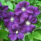 Клематис ЭТОЛЬ ВИОЛЕТТ, (Etoile Violette) (А)