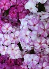 Флокс метельчатый ПОПУРРИ ПУРПЛ (POTPOURRI PURPLE), 1 шт.