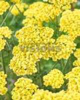 Тысячелистник ЙЕЛЛОУ БУКЕТ (Rainbow Yellow Bouquet), 1 шт. (I)