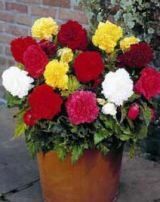 Бегония бахромчатая СМЕСЬ (FIMBRIATA MIXED), 5 шт.