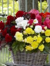 Бегония МУЛЬТИФЛОРА МАКСИМА СМЕСЬ (MULTIFLORA MAXIMA MIXED), 3 шт. (I)