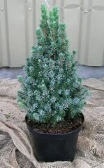 Ель колючая Sanders Blue (IA)
