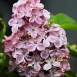 Сирень Мулатка (Mulatka) (Iz)