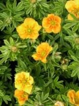 Лапчатка кустарниковая Hopleys Orange (Iz)