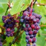Виноград ароматный Зильга (I)