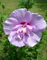 Гибискус Лаванда Шифон (Lavender Chiffon), 1 шт. (A)