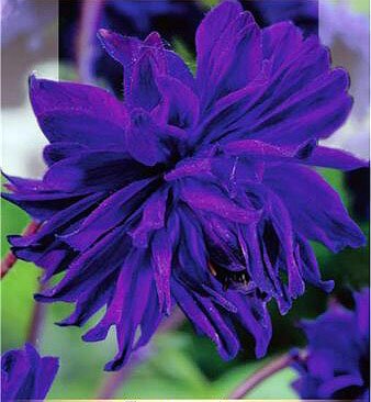 Аквилегия БАРЛОУ БЛЮ (BARLOW BLUE), 2 шт. (I)