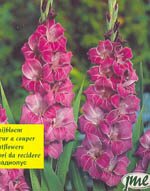 Гладиолус Виолетта (Violetta), 7 шт. (I)