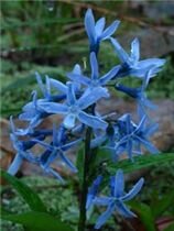 Амсония Табернемонтана, 1 шт.
