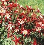Аквилегия Кримзон Стар (CRIMSON STAR) , 3 шт. (I)