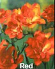 Фрезия махровая Красная, (DOUBLE RED),10 шт.