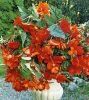 Бегония ампельная Каскад Пендула Оранжевая (Cascade Pendula Apricot/Orange), 5 шт. (I)