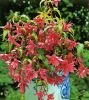 Бегония ампельная Каскад Пендула Розовая (Cascade Pendula Pink ), 5 шт. (I)