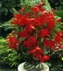 Бегония ампельная Каскад Пендула Алая (Cascade Pendula Scarlet), 5 шт. (I)