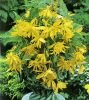 Бегония ампельная Каскад Пендула Желтая (Cascade Pendula Yellow), 5 шт. (I)