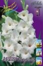 Гладиолус УАЙТ ПРОСПЕРИТИ (WHITE PROSPERITY), 7 шт. (I)