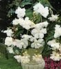 Бегония ампельная Каскад Пендула Белая (Cascade Pendula White), 5 шт. (I)