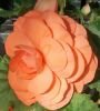 Бегония махровая Non stop Apricot (Априкот), 3 шт.