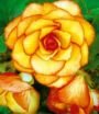 Бегония Пикоти Желтая/Красная (Picotee Yellow/Red), 4 шт. (I)