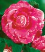 Бегония КАМЕЛИЯ (Camelia), 5 шт. (I)