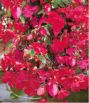 Бегония ампельная Иллюминейшн Розовая (ILLUMINATION Pink), 3 шт.