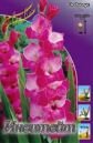 Гладиолус ИНВИТЕЙТ (INVITATIE), 7 шт. (I)