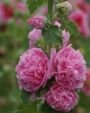 Мальва Апплблоссом (APPLEBLOSSOM), 2 шт. Мальва Апплблоссом (APPLEBLOSSOM), 2 шт.