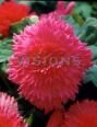 Бегония бахромчатая Розовая (FIMBRIATA PINK), 5 шт.