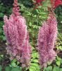 Астильба Rosenkerze, ЗКС