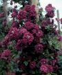 Клематис махровый ПУРПУРЕА ПЛЕНА ЭЛЕГАНС (Purpurea Plena Elegans), 3 шт.