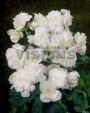 Бегония МУЛЬТИФЛОРА МАКСИМА БЕЛАЯ (Multiflora maxima white), 3 шт. (I)