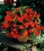 Бегония ампельная Пендула Оранжевая (PENDULA ORANGE), 5 шт. (I)