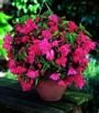 Бегония ампельная Пендула Розовая (PENDULA PINK), 5 шт. (I)