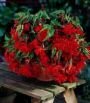 Бегония ампельная Пендула Ярко-Красная (PENDULA SCARLET), 5 шт. (I)