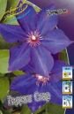 Клематис ГИДИНГ СТАР (GUIDING STAR), 2 шт. (I)