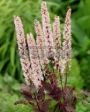 Клопогон ПИНК СПАЙК (PINK SPIKE ), 1 шт.