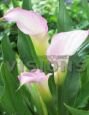Калла КРИСТАЛ БЛАШ (CRYSTAL BLUSH), 2 шт. (I)