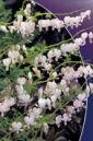 Дицентра СПЕКТАБИЛИС БЕЛЫЙ (SPECTABILIS ALBA), 3 шт.