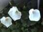 Калла Эфиопская (zantedeschia aethiopica), 2 шт.