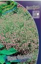 Гипсофила ПИНК ФЕСТИВАЛ (PINK FESTIVAL), 1 шт.