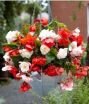Бегония Одората Смесь (ODORATA MIXED), 3 шт. (I)