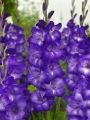 Гладиолус ПУРПЛ МЕЙТ (PURPLE MATE), 10 шт. (I) new