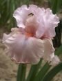 Ирис бородатый БЛАШИНГ ПИНК (BLUSHING PINK), 2 шт. (I)