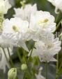 Аквилегия ВИНКИ ДАБЛ УАЙТ ЭНД УАЙТ (WINKY DOUBLE WHITE AND WHITE), 2 шт. (I)