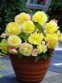 Бегония СУПЕРБА ЖЕЛТАЯ (SUPERBA YELLOW), 4 шт new