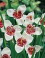 Тигридия АЛБА ГРАНДИФЛОРА (ALBA GRANDIFLORA), 10 шт. (I) new